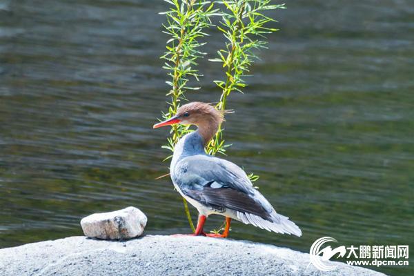 海林市住房和城乡建设局最新项目概览与动态