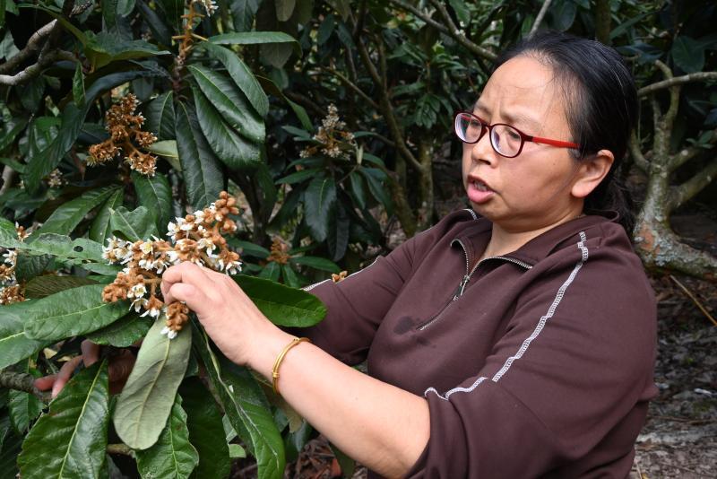 果树示范场新项目引领农业创新，助力绿色繁荣发展