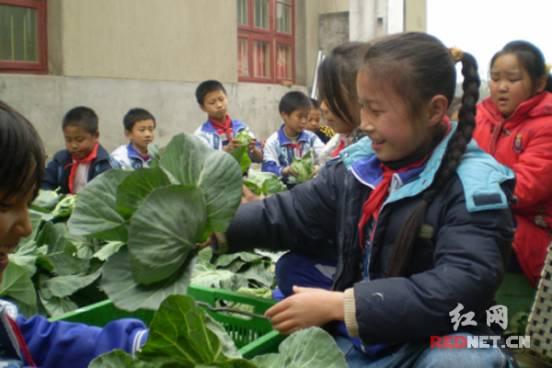 天心区小学新项目，开启现代教育新篇章探索